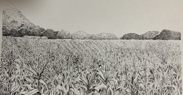 月例賞提出予定作品 方舟 より トウモロコシ畑 作品詳細 Illustdays シンプルイラストポートフォリオ