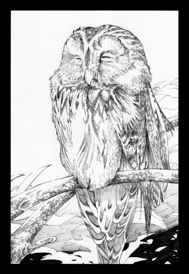 描くと笑顔になる鳥 フクロウ 作品詳細 Illustdays シンプルイラストポートフォリオ